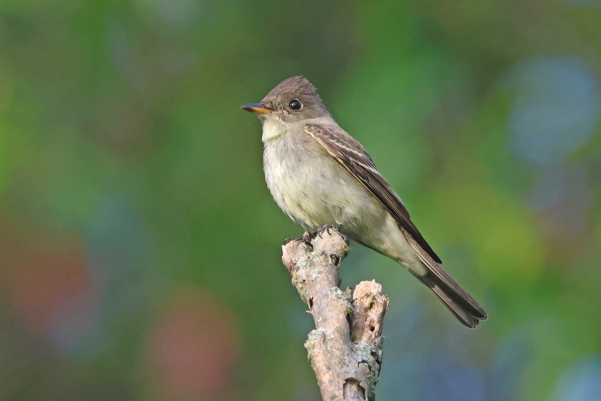 Eastern Wood-Pewee - ML641771629