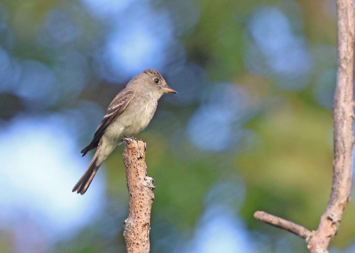Eastern Wood-Pewee - ML641771630
