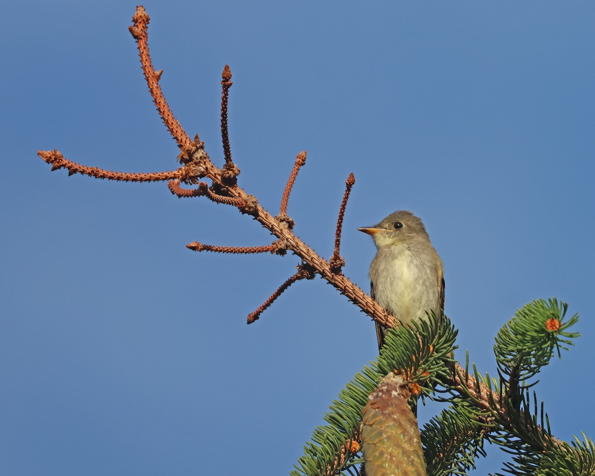 Eastern Wood-Pewee - ML641771632