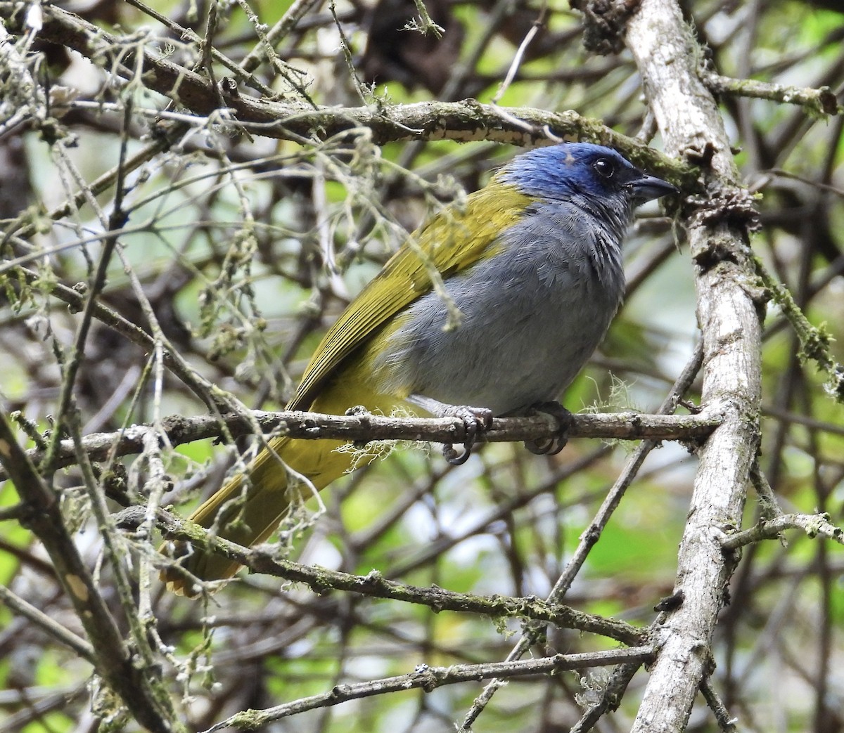 Blue-capped Tanager - ML641771639