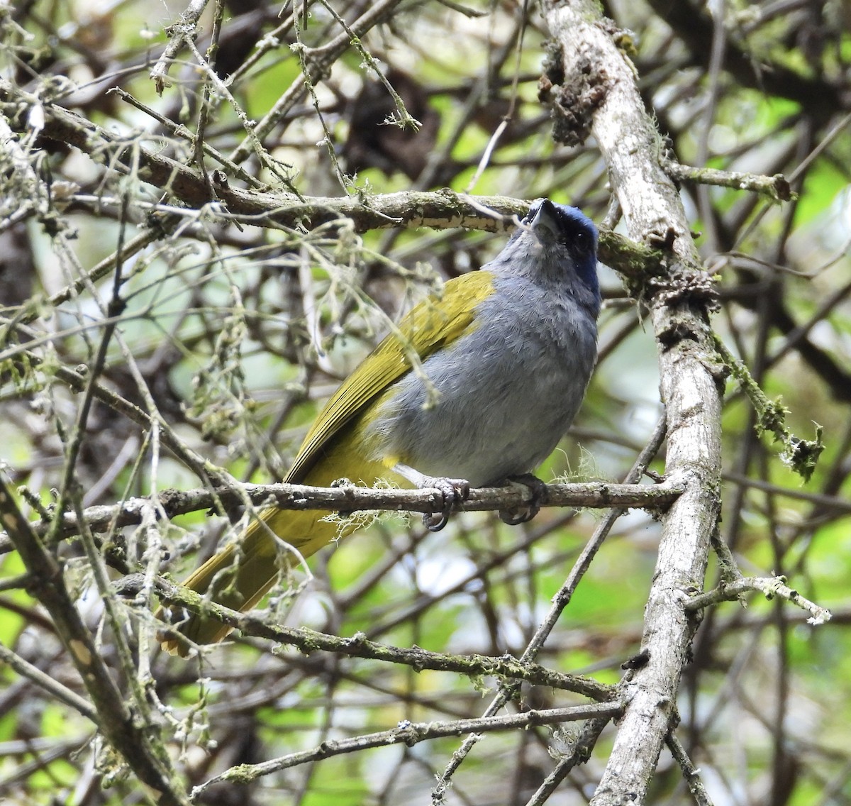 Blue-capped Tanager - ML641771640
