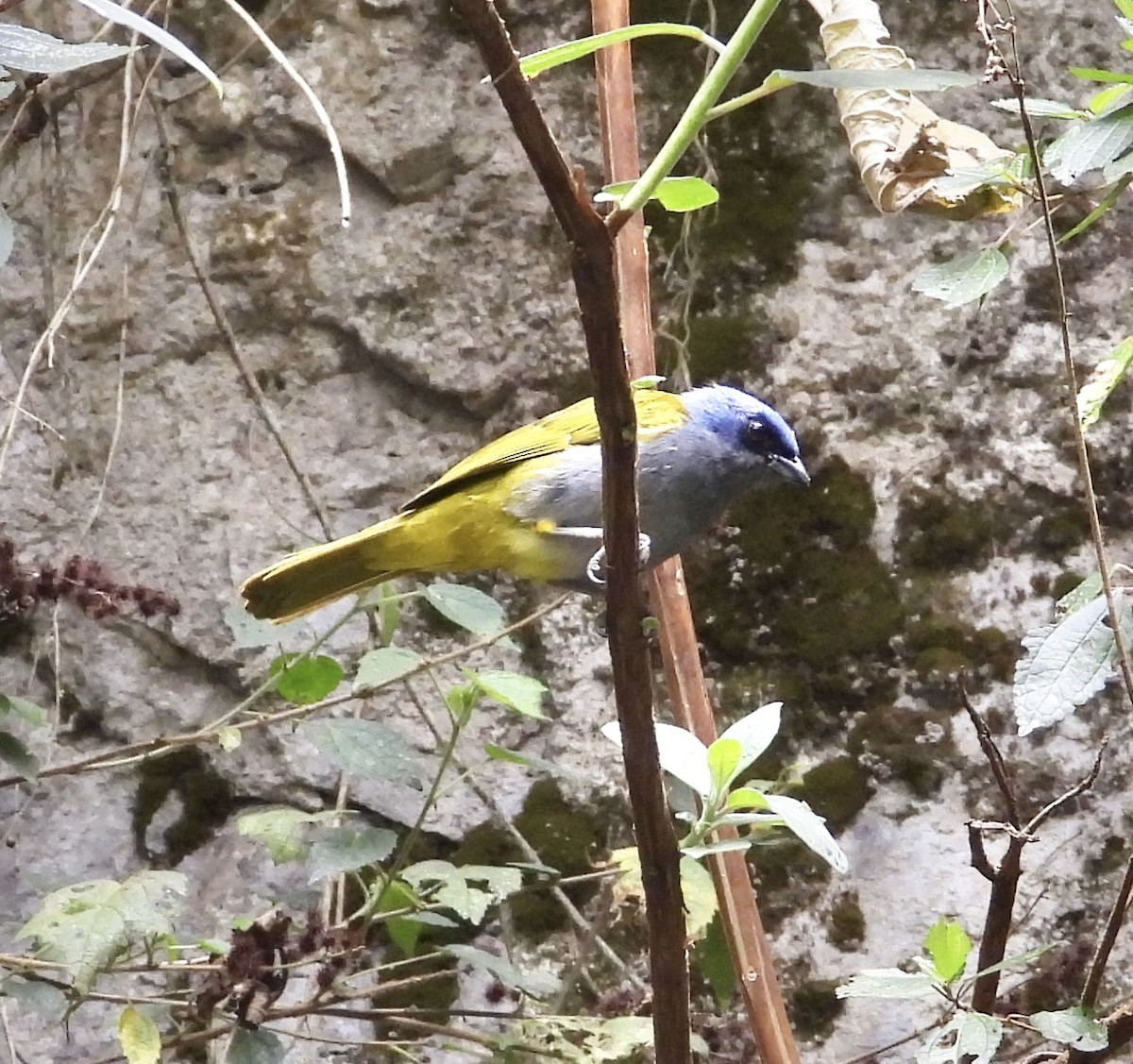 Blue-capped Tanager - ML641771641
