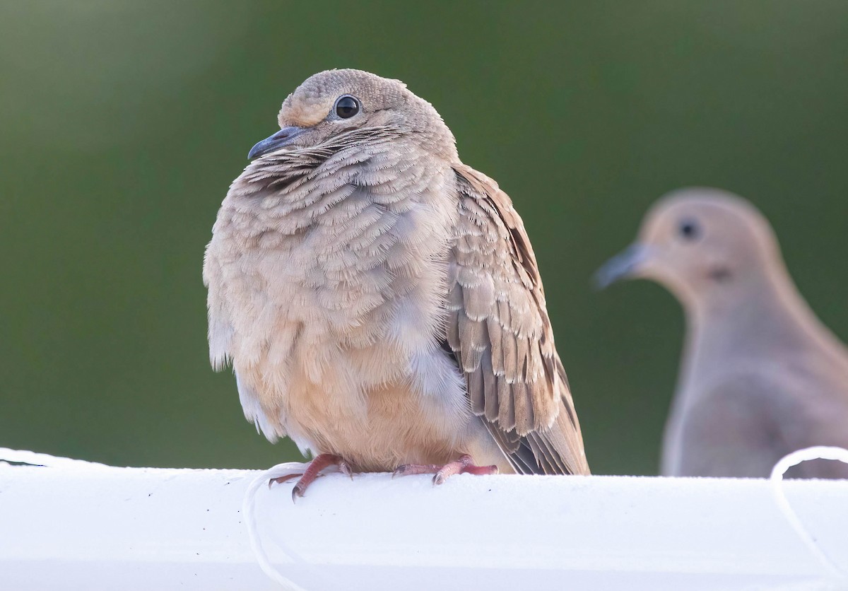 Mourning Dove - ML641771645
