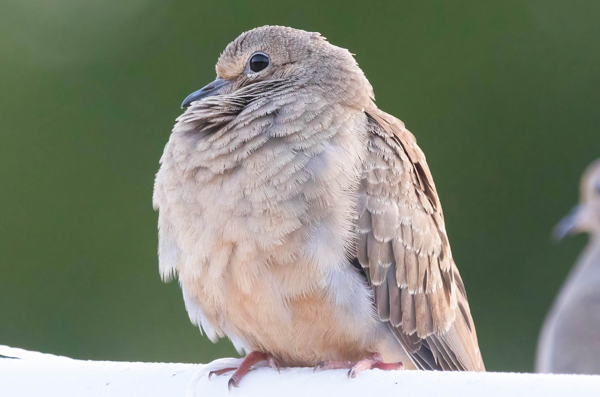 Mourning Dove - ML641771646