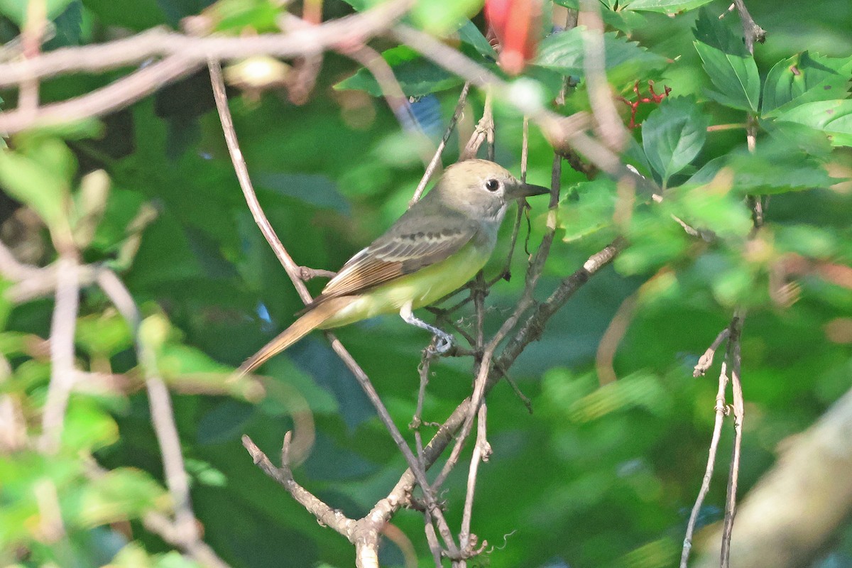 Great Crested Flycatcher - ML641771655