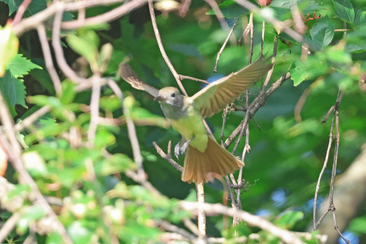 Great Crested Flycatcher - ML641771656