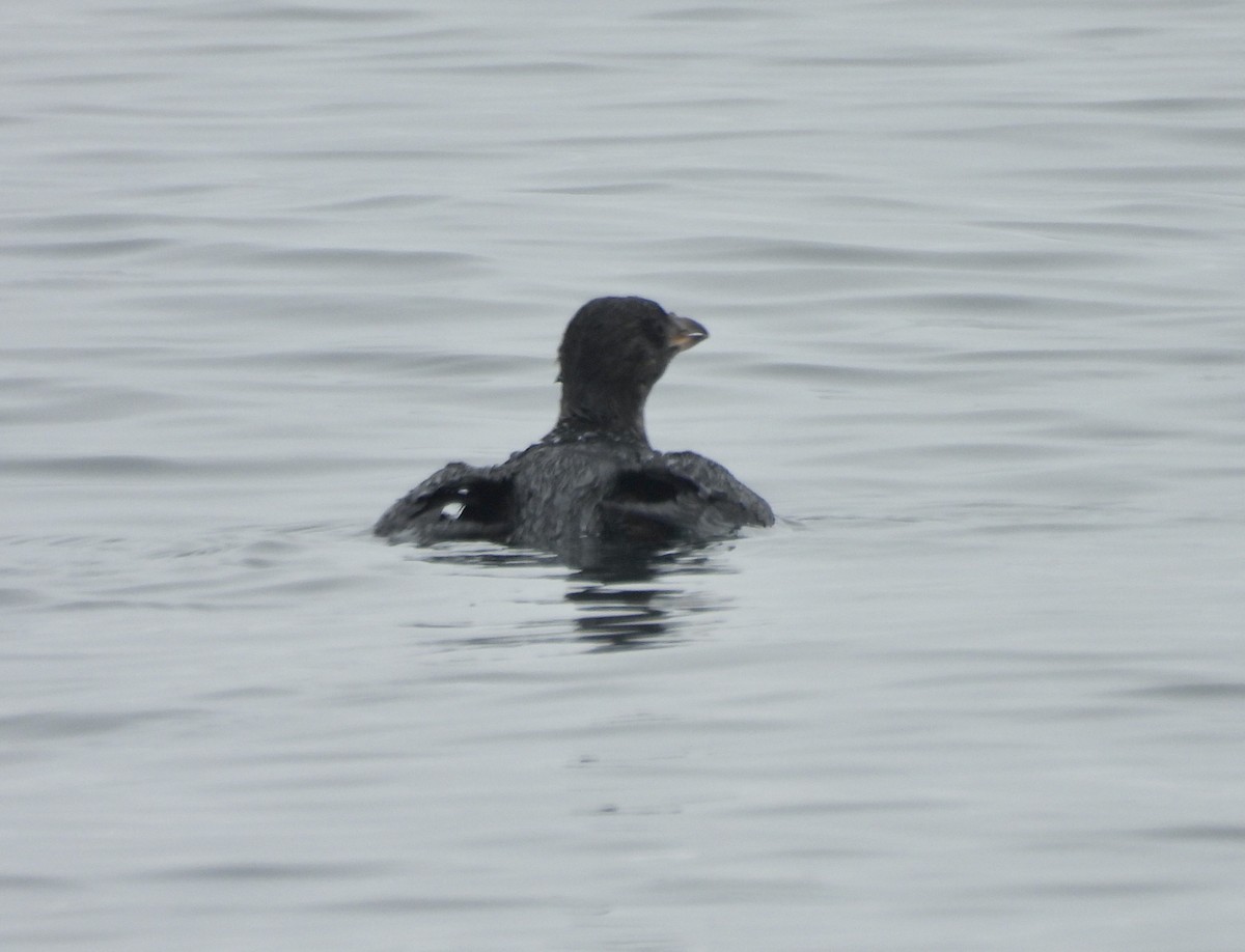 Rhinoceros Auklet - ML641771661