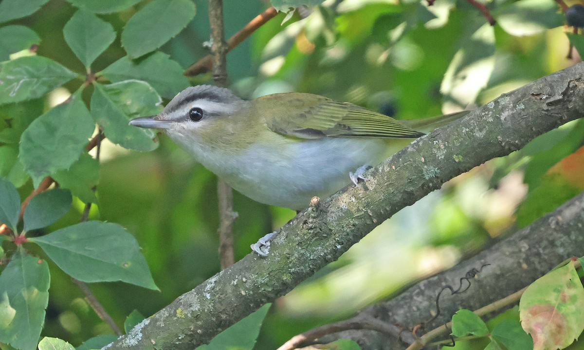 Red-eyed Vireo - ML641771683