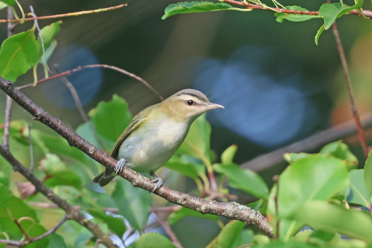 Red-eyed Vireo - ML641771685