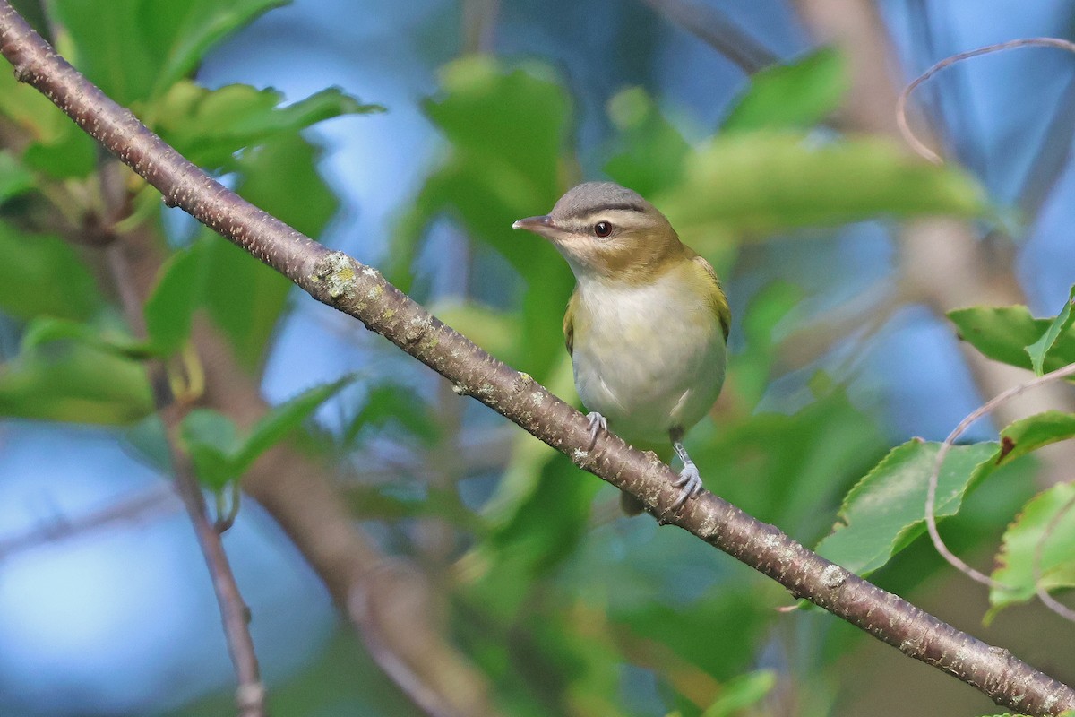 Red-eyed Vireo - ML641771686