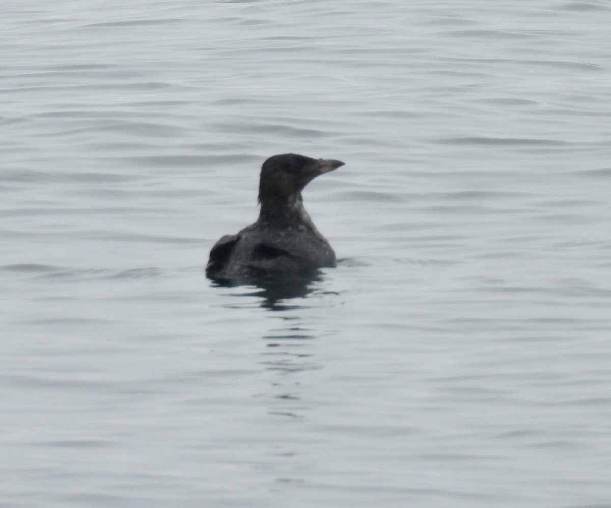 Rhinoceros Auklet - ML641771687