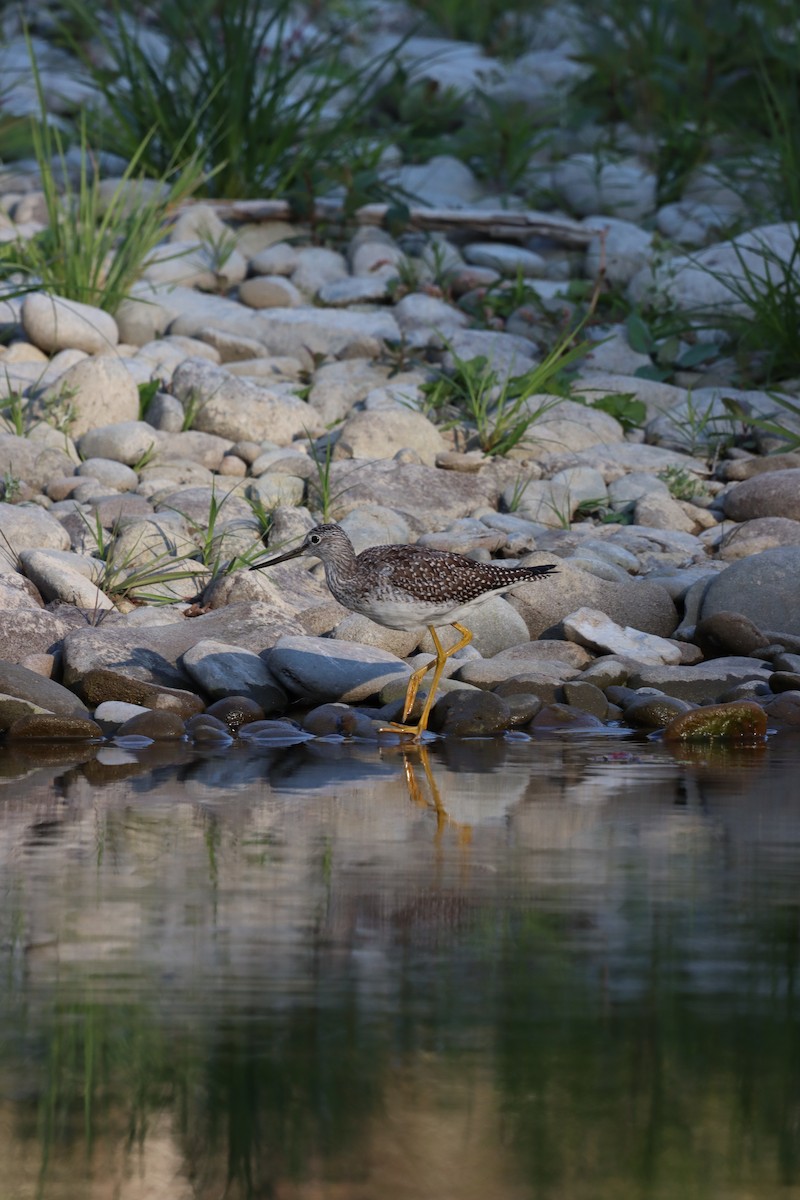 Greater Yellowlegs - ML641771688