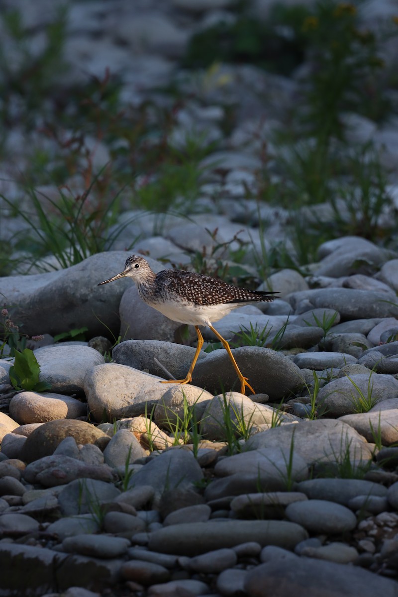 Greater Yellowlegs - ML641771690