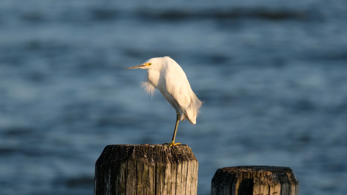 Snowy Egret - ML641771699