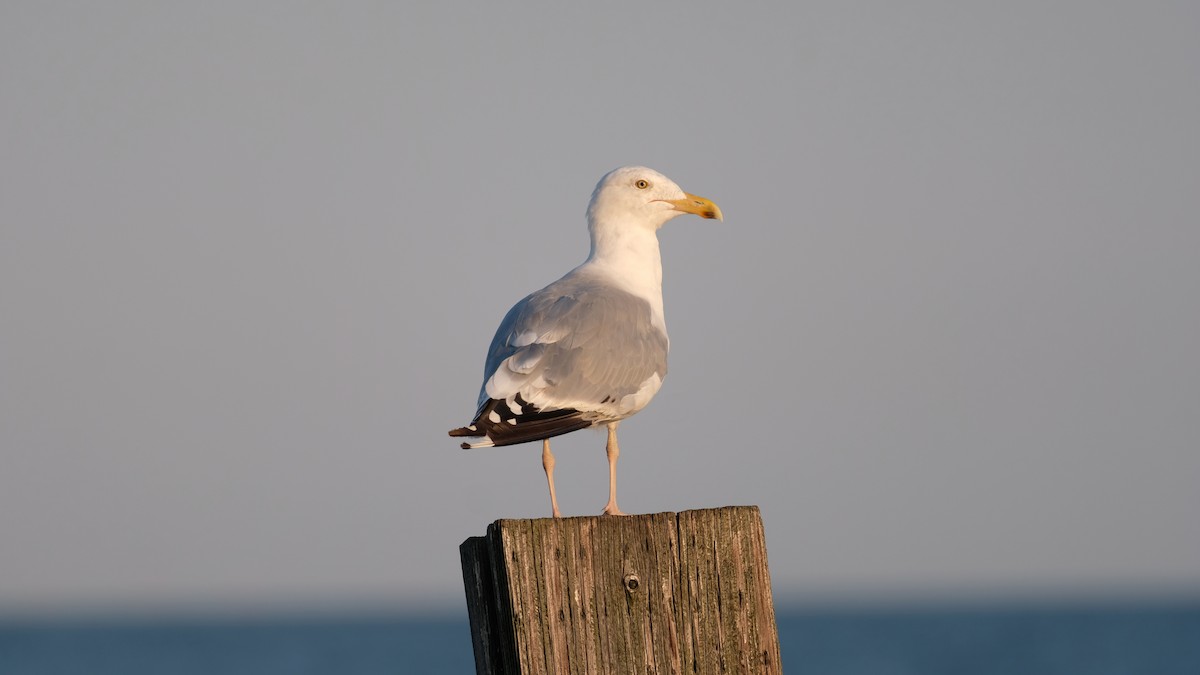 American Herring Gull - ML641771704