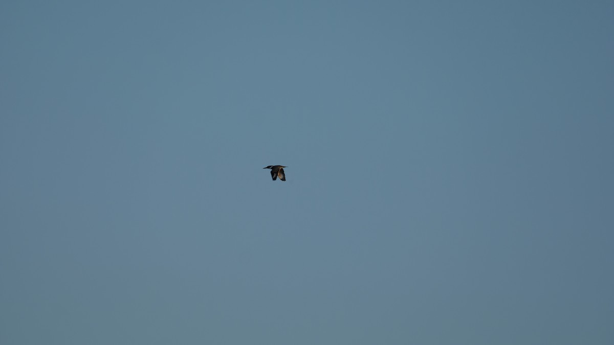 Belted Kingfisher - ML641771717