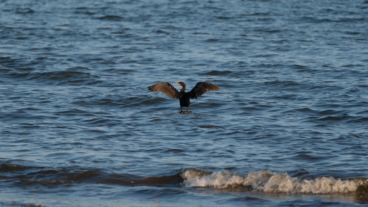 Double-crested Cormorant - ML641771722