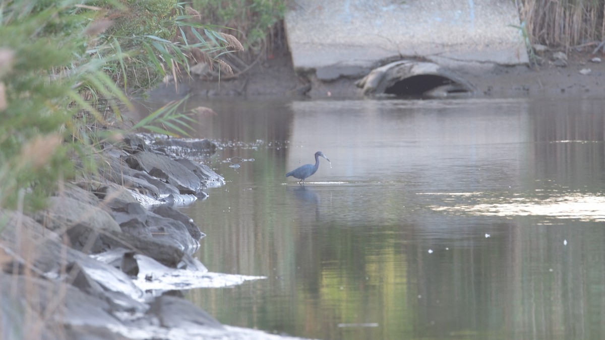 Little Blue Heron - ML641771725