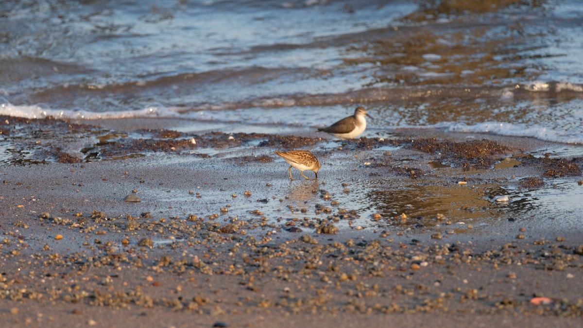 Least Sandpiper - ML641771733