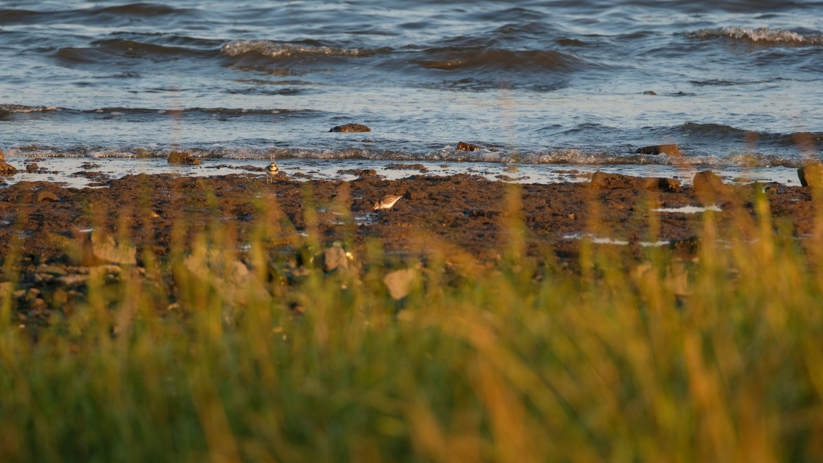 Semipalmated Sandpiper - ML641771741