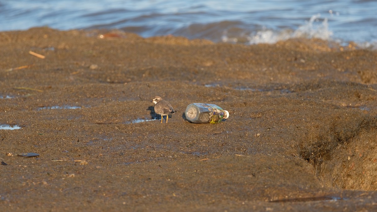 Semipalmated Plover - ML641771747