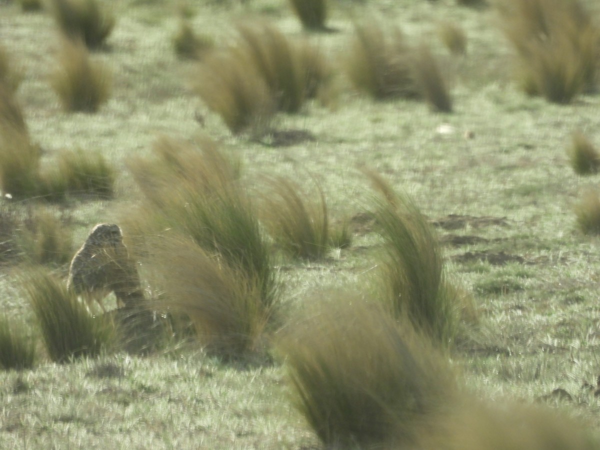 Burrowing Owl - ML641771748