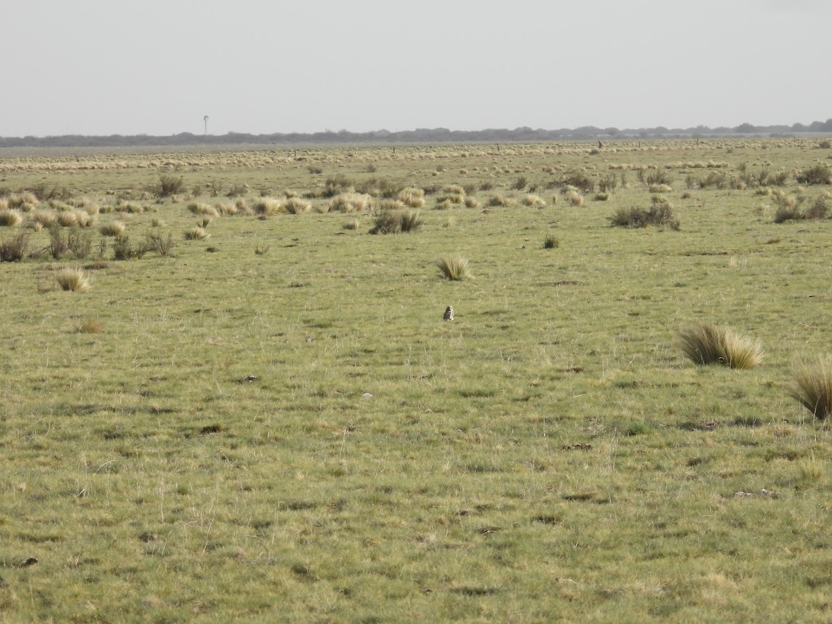 Burrowing Owl - ML641771750