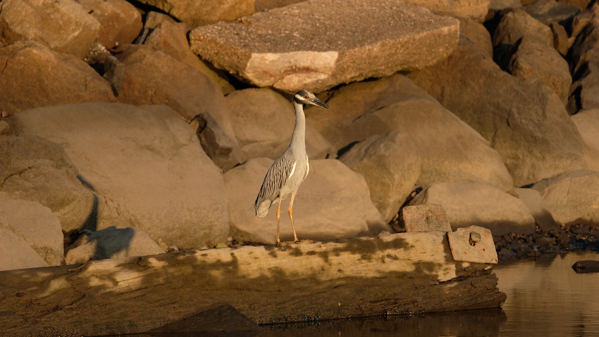 Yellow-crowned Night Heron - ML641771760