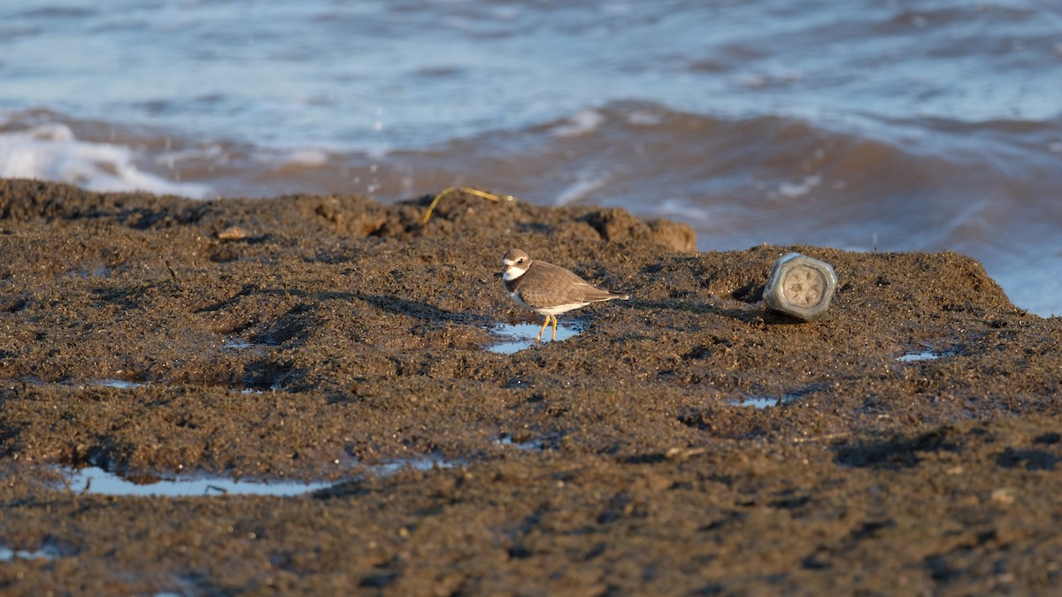 Semipalmated Plover - ML641771764