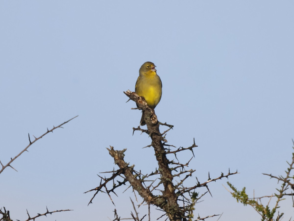 Grassland Yellow-Finch - ML641771765