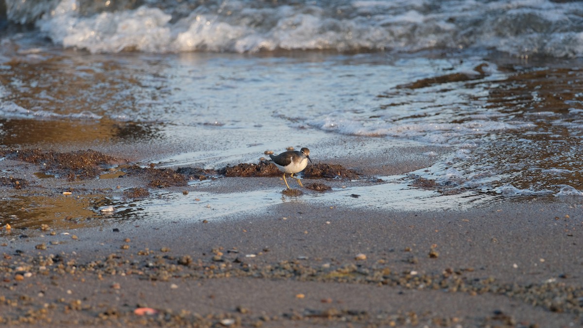 Spotted Sandpiper - ML641771769