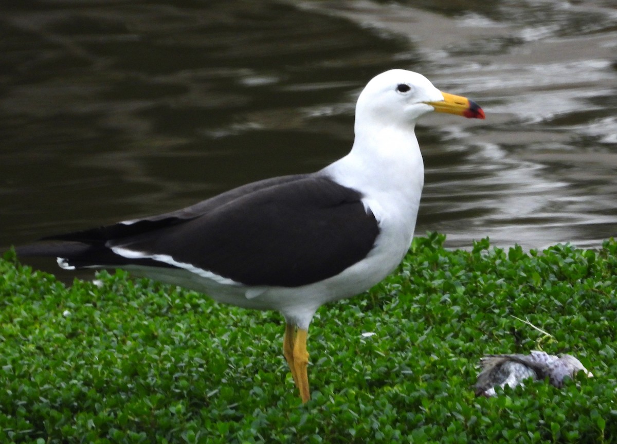 Belcher's Gull - ML641771773
