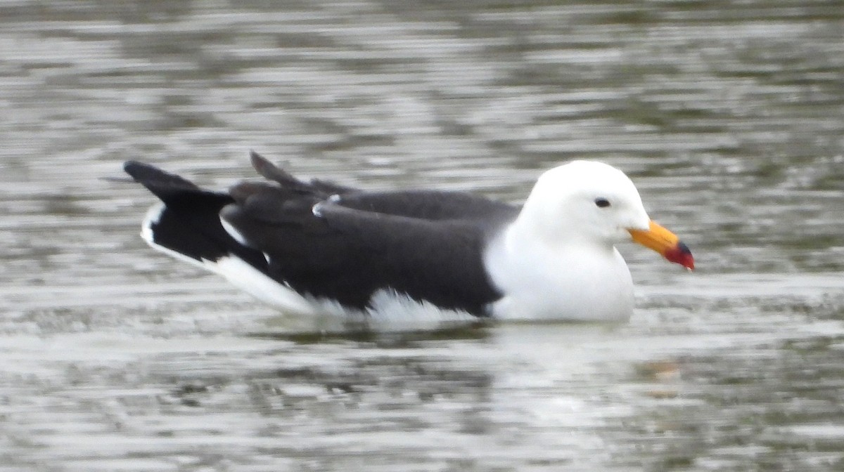 Belcher's Gull - ML641771774
