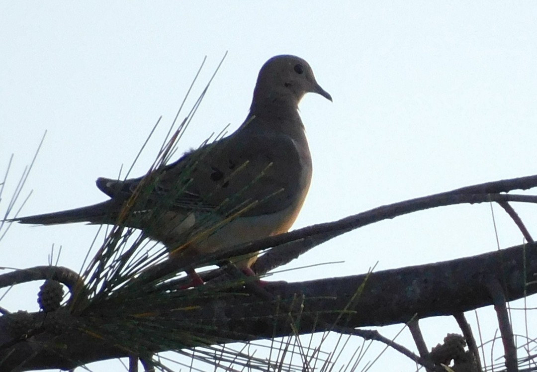 Mourning Dove - ML641771784