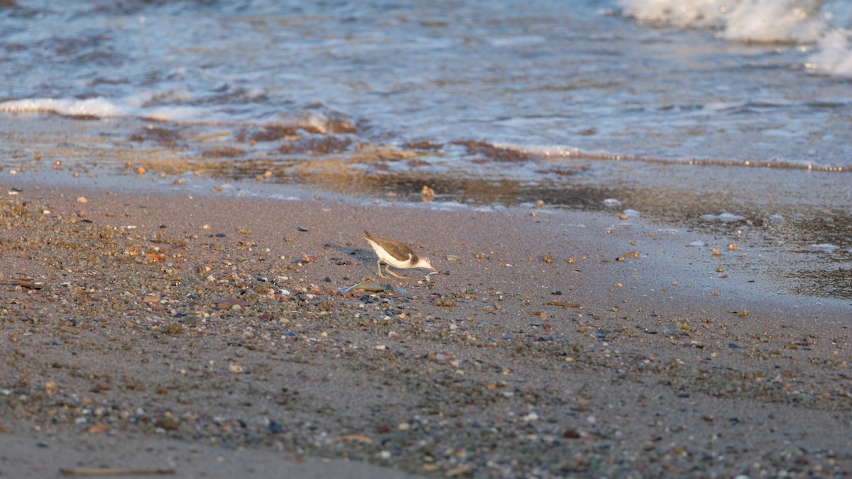 Spotted Sandpiper - ML641771785