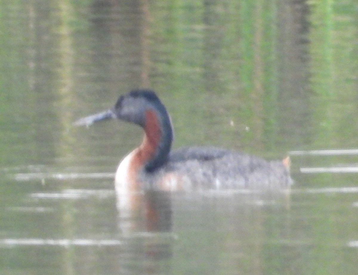 potápka velká - ML641771793