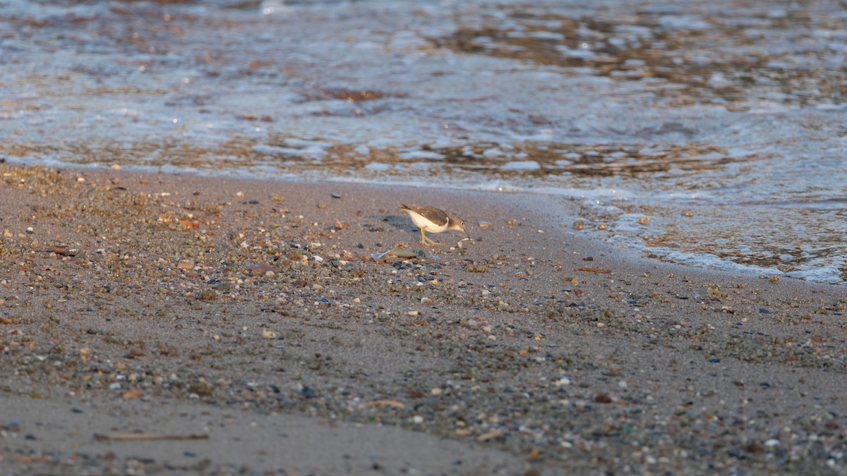 Spotted Sandpiper - ML641771795