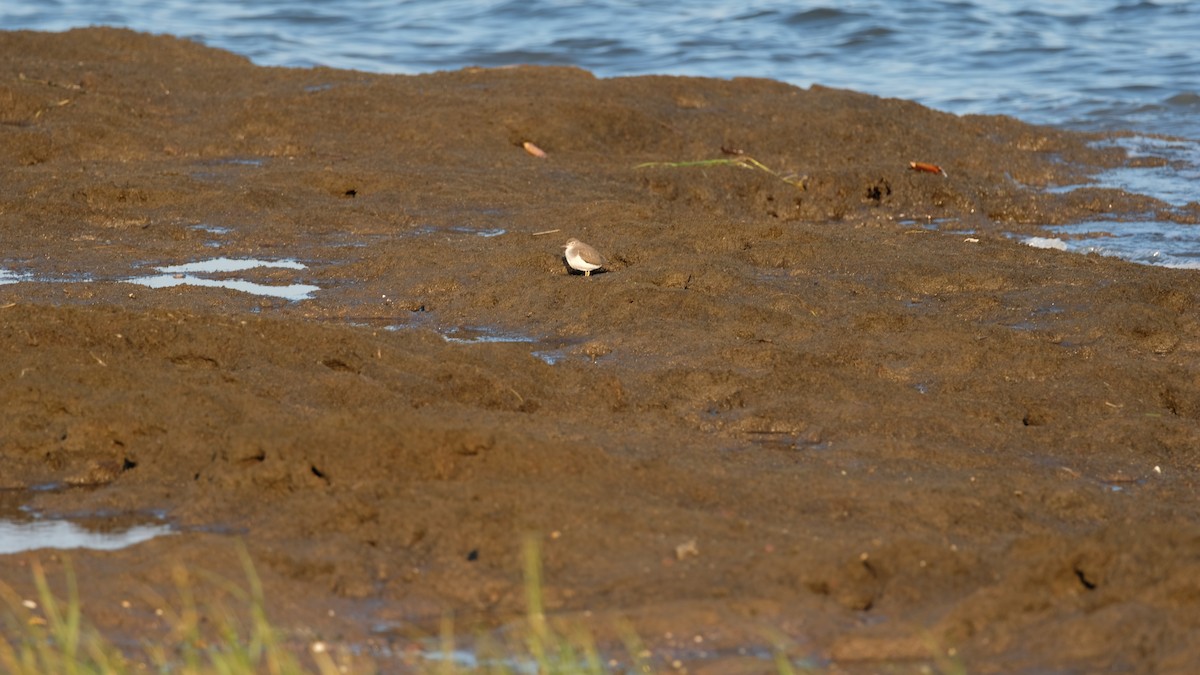 Spotted Sandpiper - ML641771801