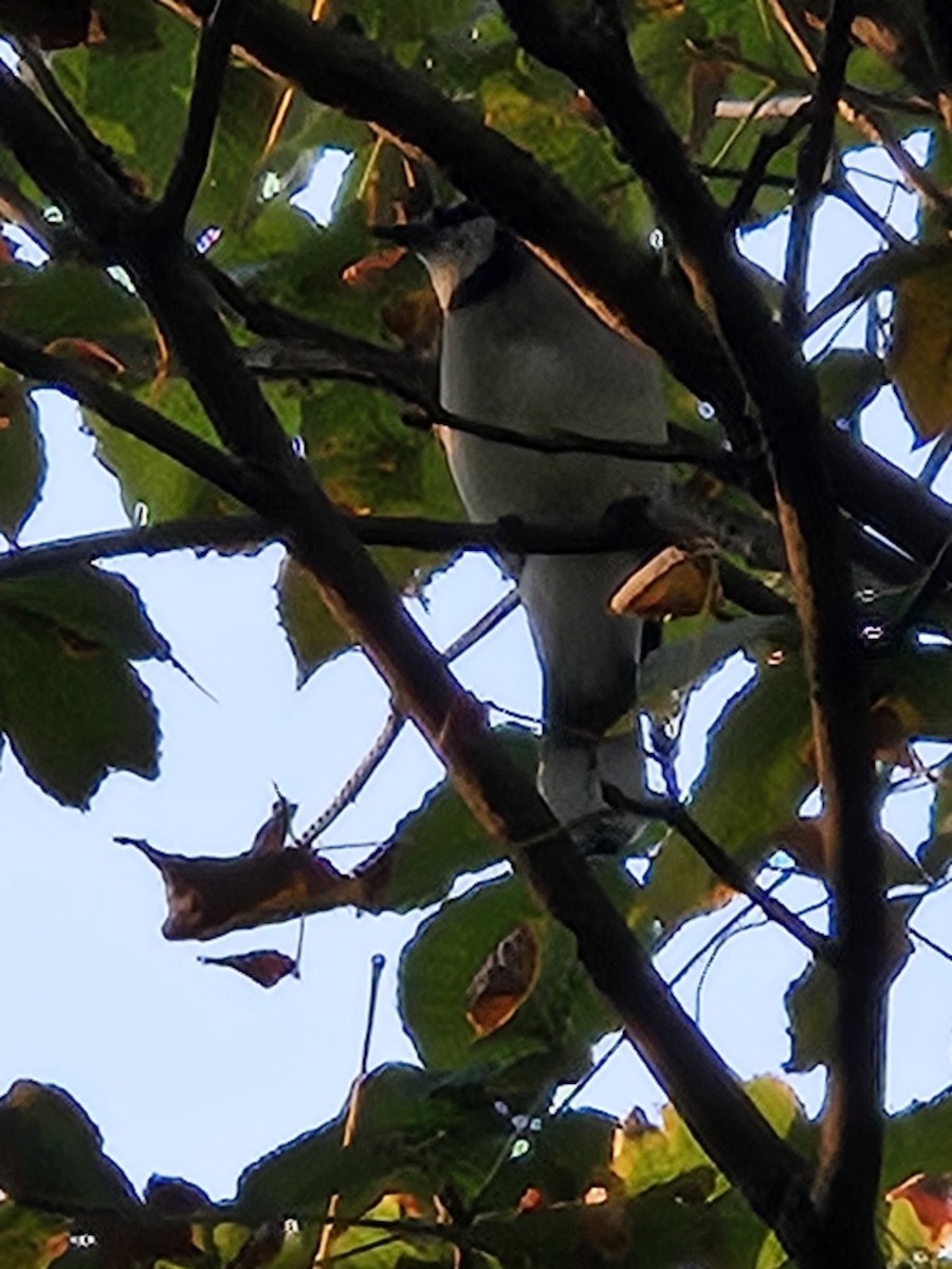 Blue Jay - ML641771802