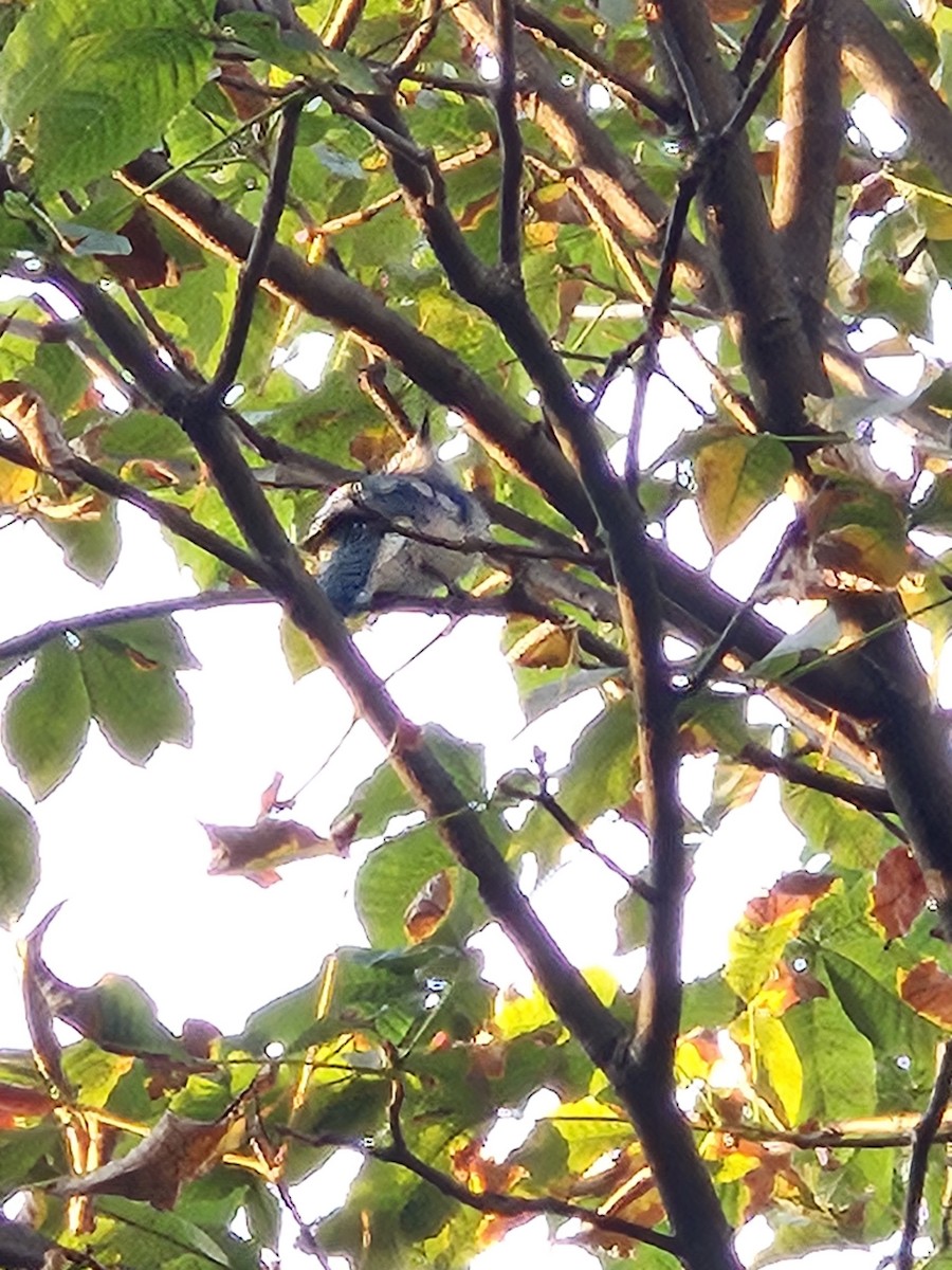 Blue Jay - ML641771803
