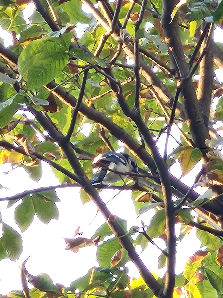 Blue Jay - ML641771804