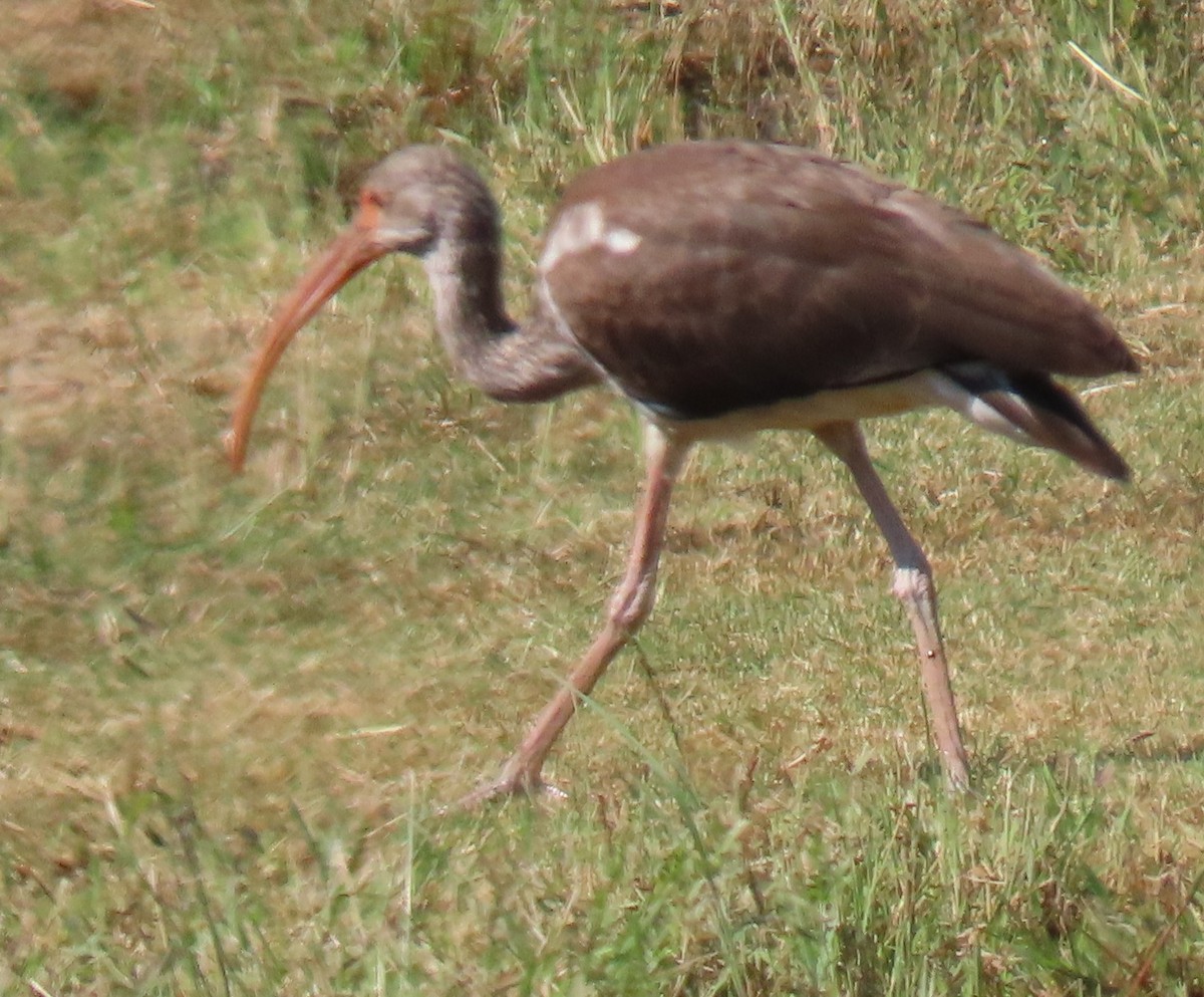 White Ibis - ML641771807