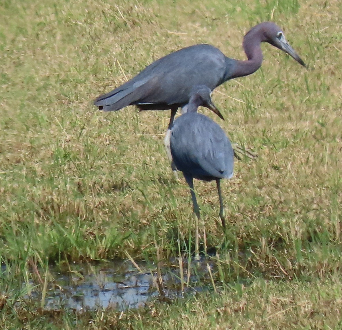 Little Blue Heron - ML641771811