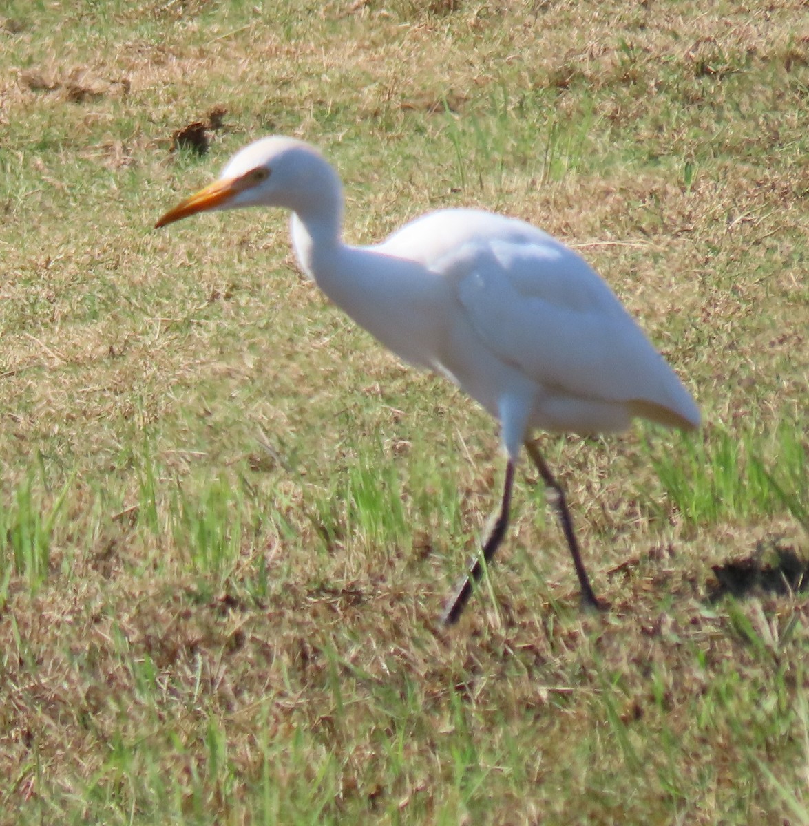 Western Cattle-Egret - ML641771817