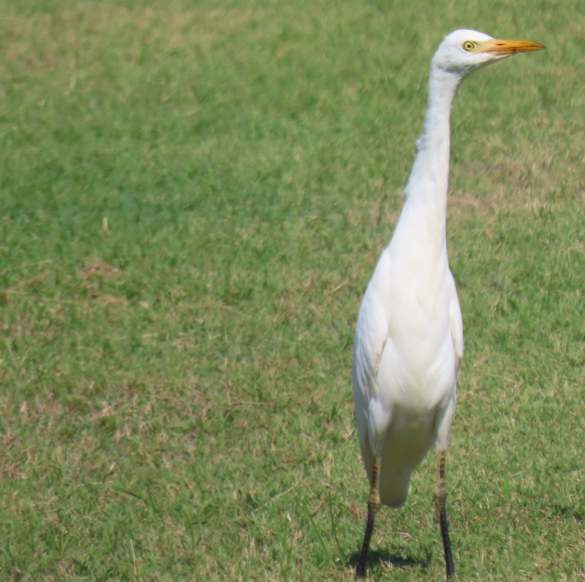 Western Cattle-Egret - ML641771818