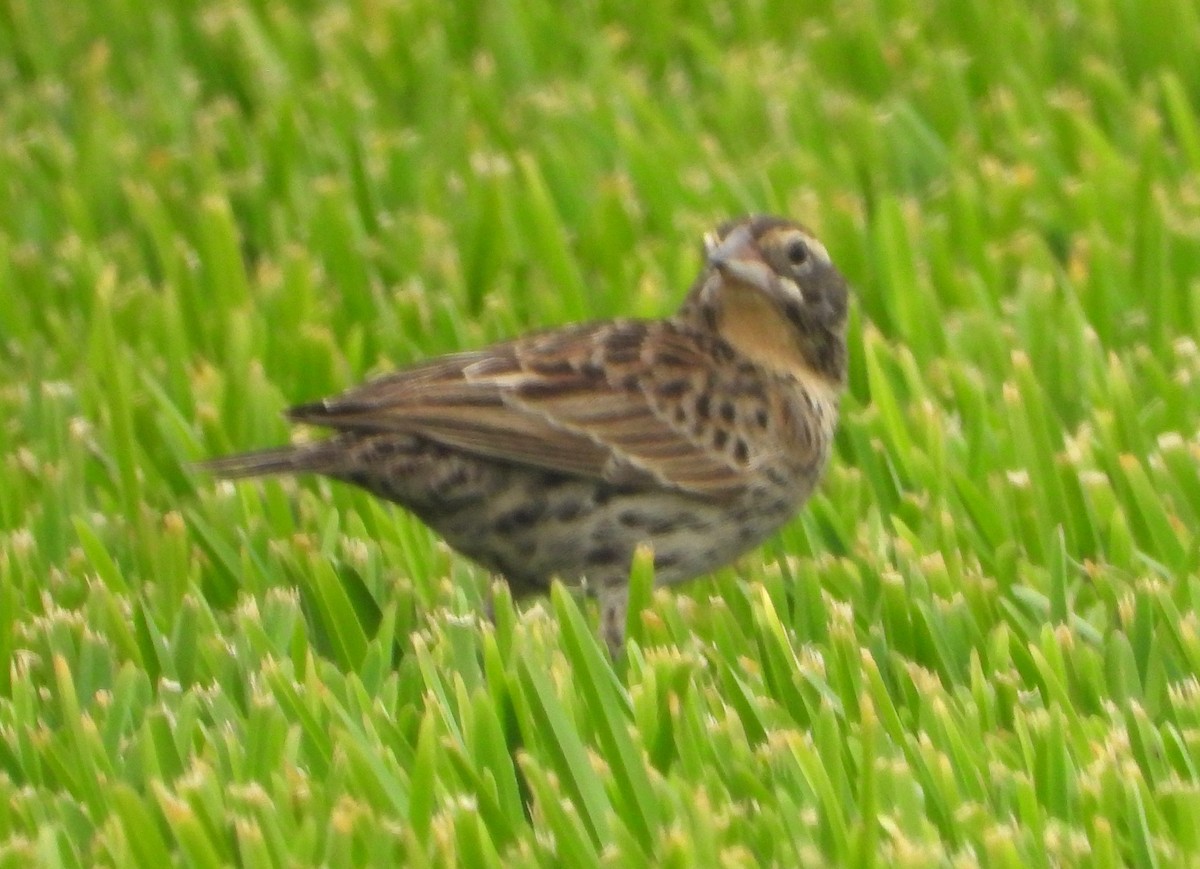 Peruvian Meadowlark - ML641771833