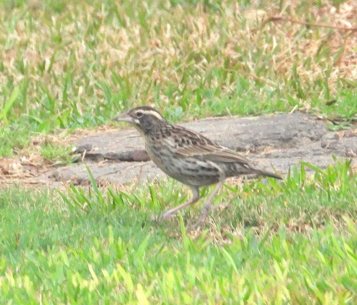 Peruvian Meadowlark - ML641771834