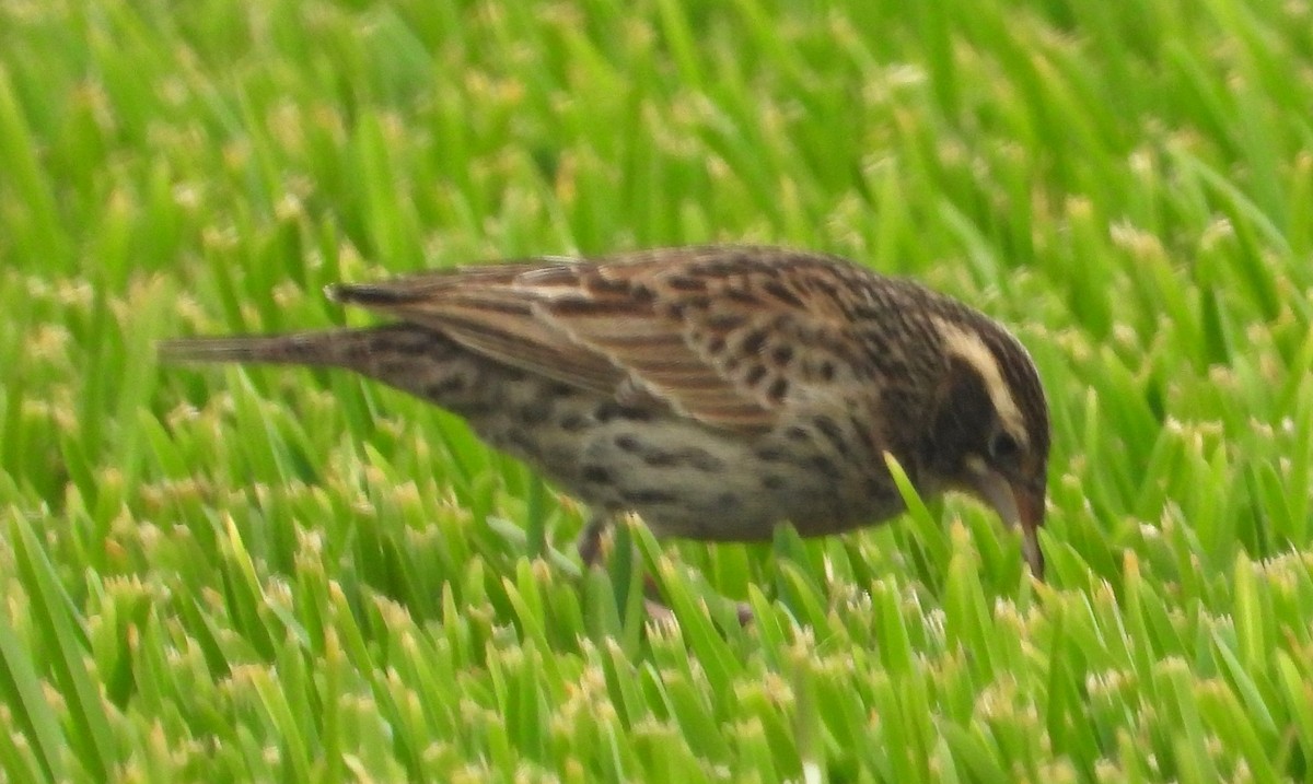Peruvian Meadowlark - ML641771835