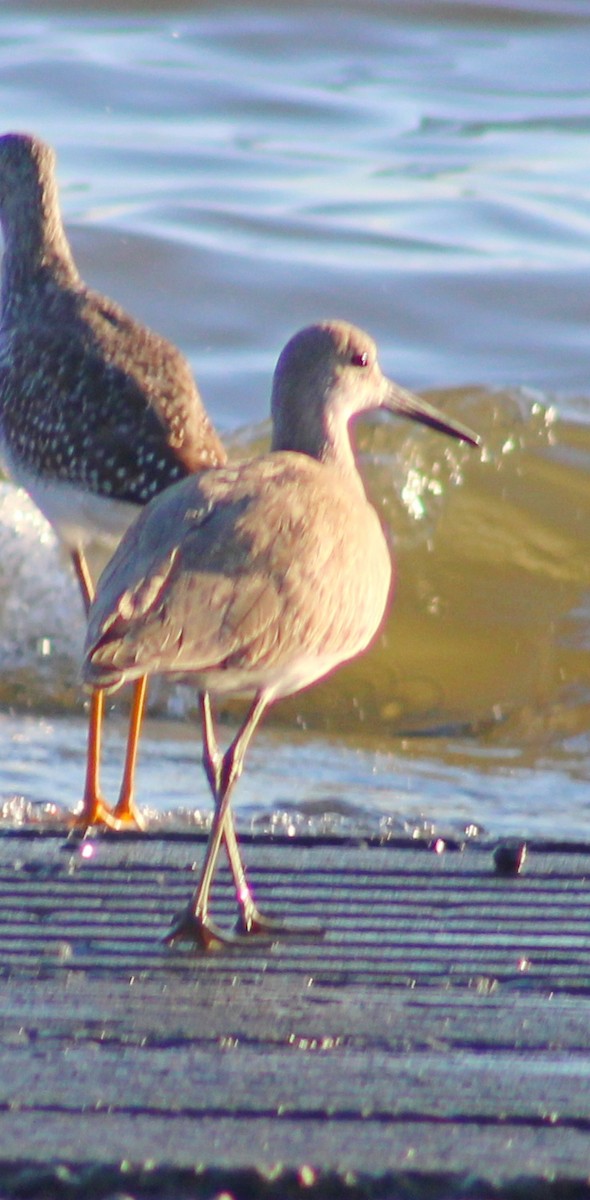 Willet - ML641771838