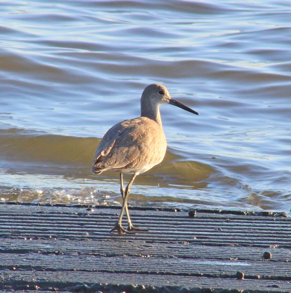 Willet - ML641771839